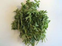 Oregano Bdt